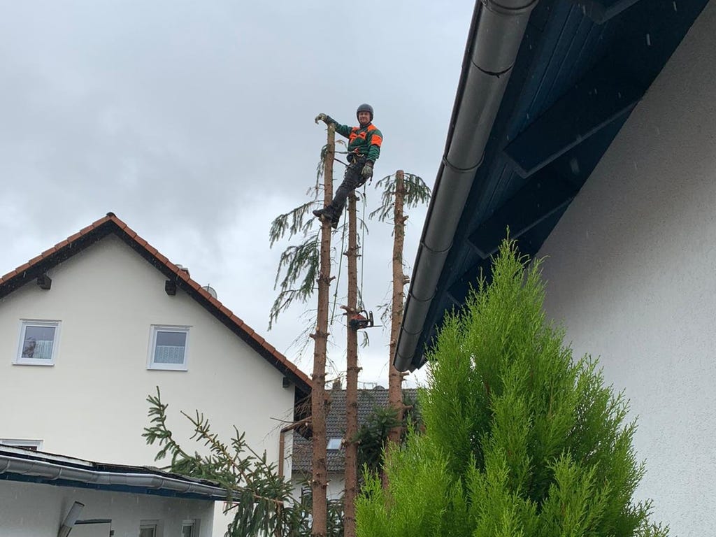 Baumfällungen auch mit Klättertechnik