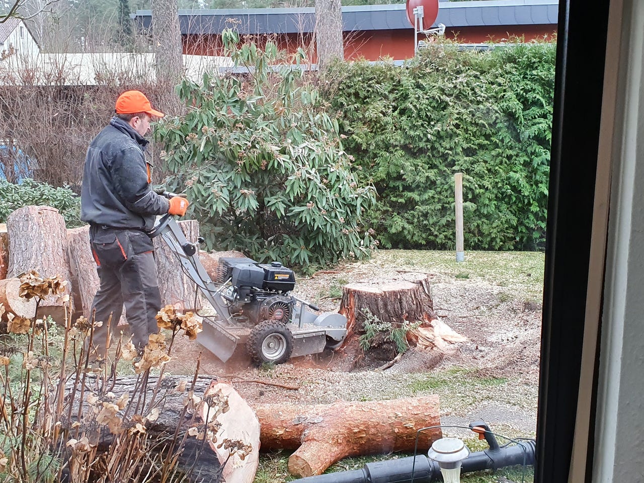 Baumfällungen auch mit Klättertechnik